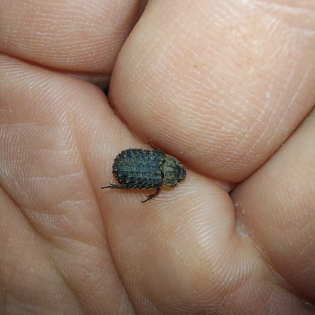 Trox niger - gömböc irhabogár