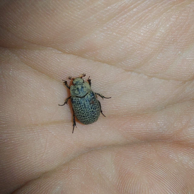 Trox cadaverinus - nagy irhabogár