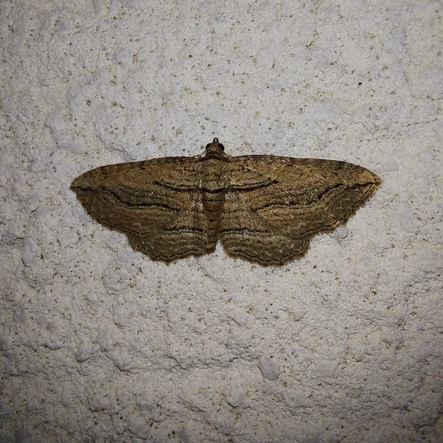 Horisme corticata - barna iszalagaraszoló