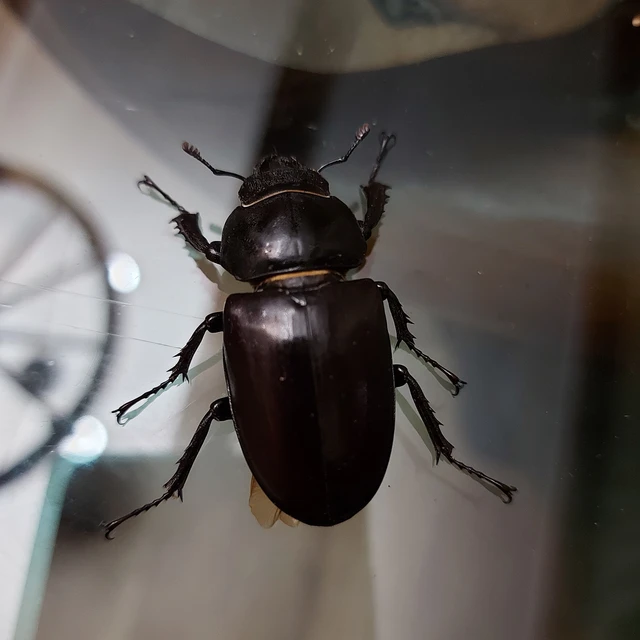 Lucanus cervus - nagy szarvasbogár