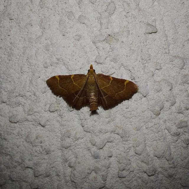 Hypsopygia rubidalis - vörös fényilonca