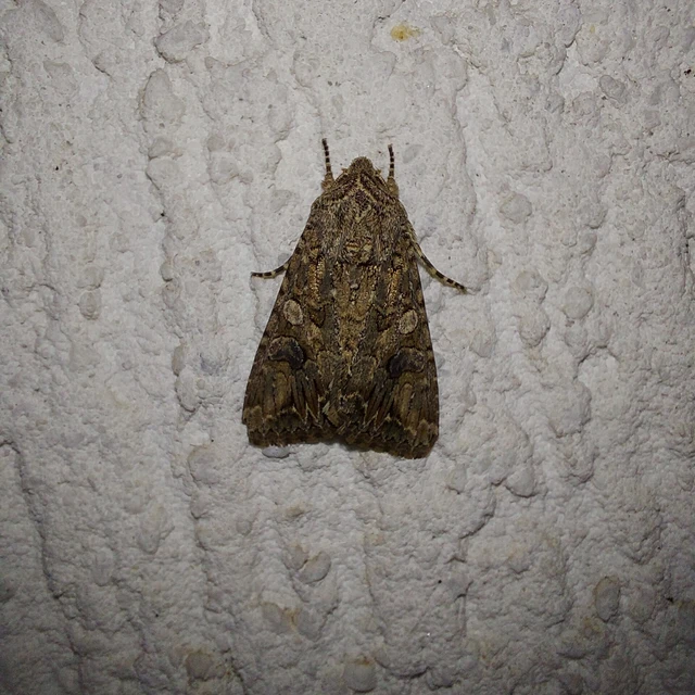 Hadula trifolii - lóherebagoly