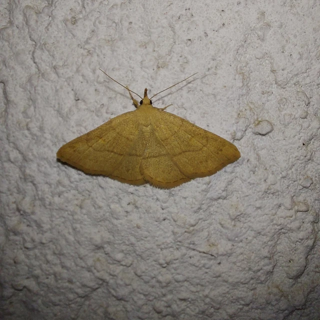 Paracolax tristalis - sárgás karcsúbagoly
