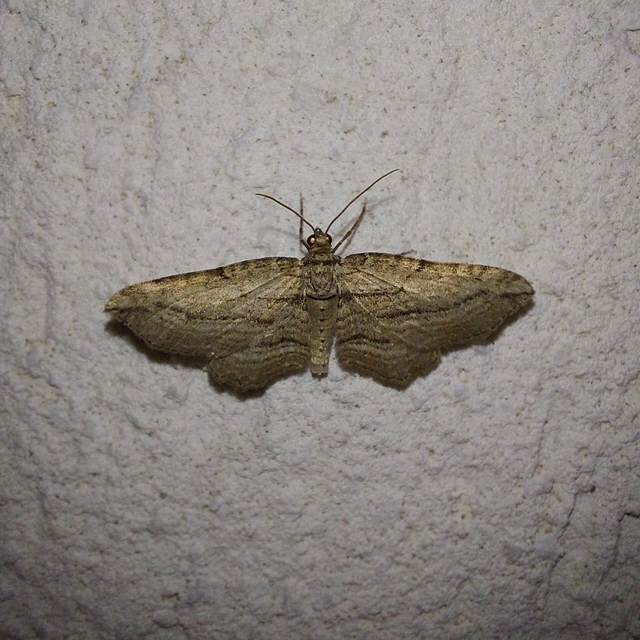 Horisme corticata - barna iszalagaraszoló