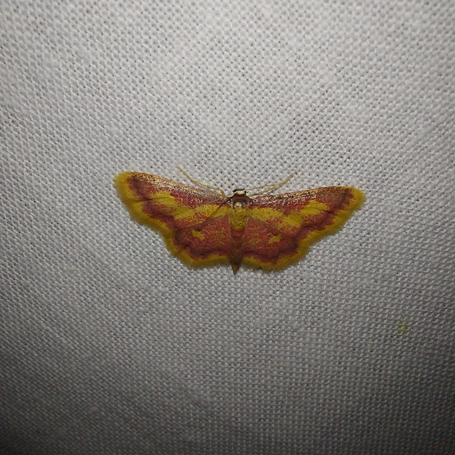Idaea muricata - mocsári pirosaraszoló