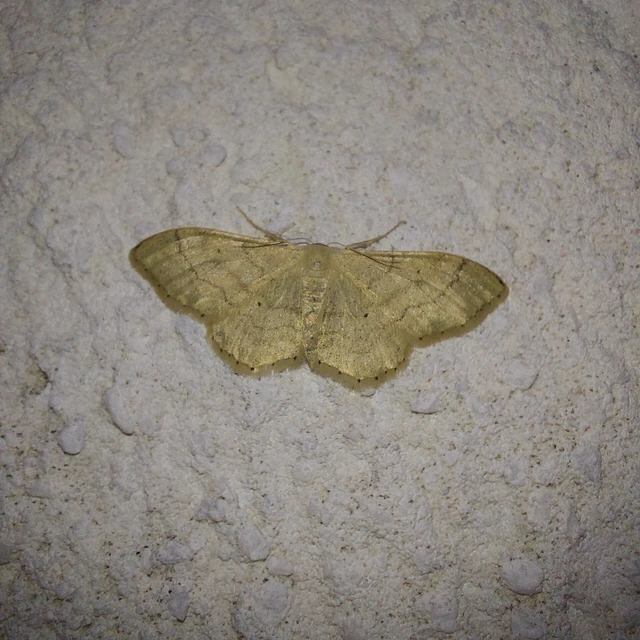 Idaea deversaria - egyszínű sávosaraszoló