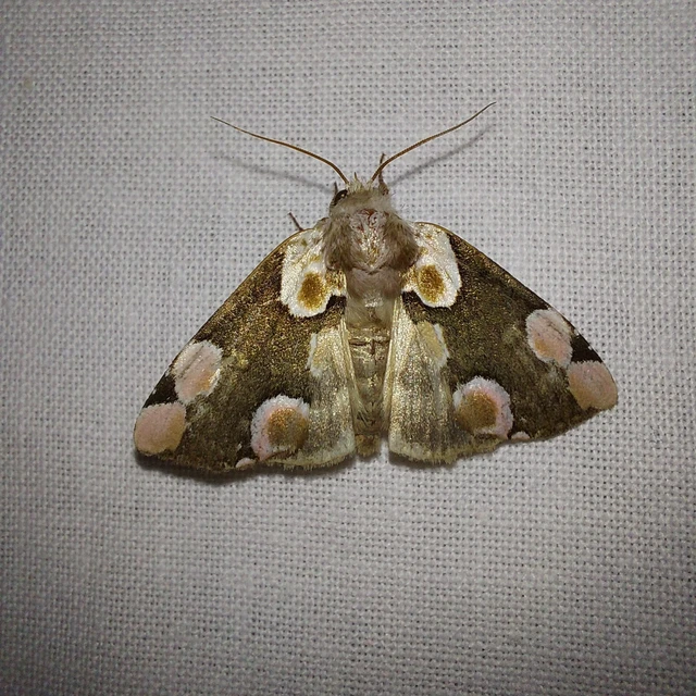 Thyatira batis - rózsafoltos pihésszövő
