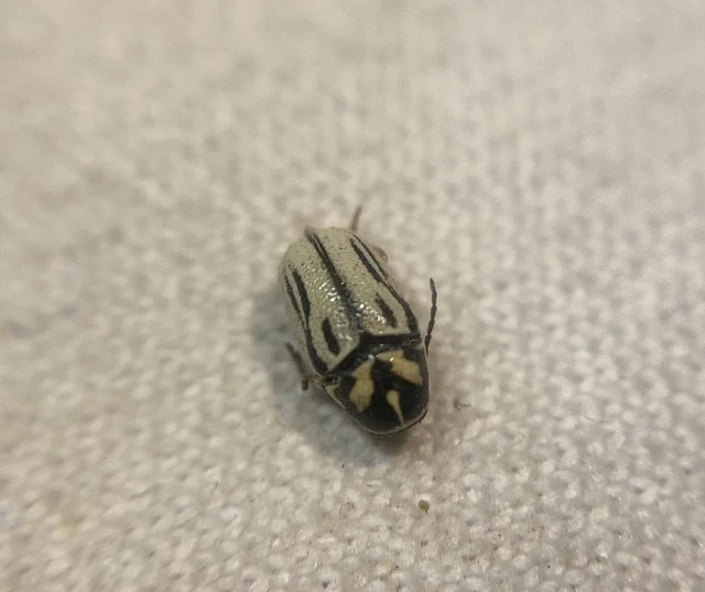 Cryptocephalus gamma - gamma-zömökbogár
