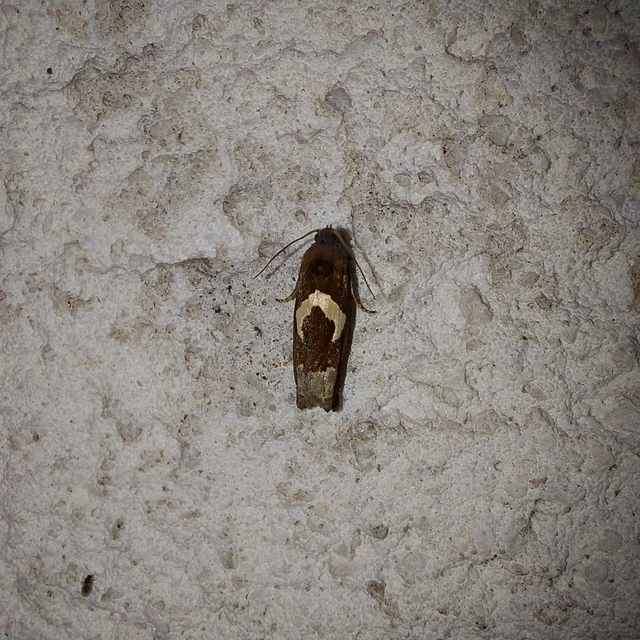 Epiblema foenella - kampósfoltú tükrösmoly