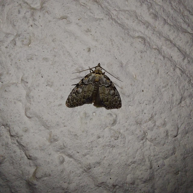 Meganola strigula - hamvas pamacsosszövő