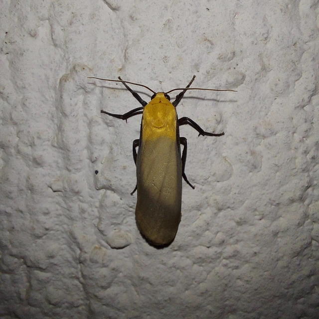 Lithosia quadra - négypettyes zuzmószövő