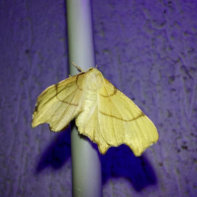 Ennomos erosaria - hársfa-levélaraszoló