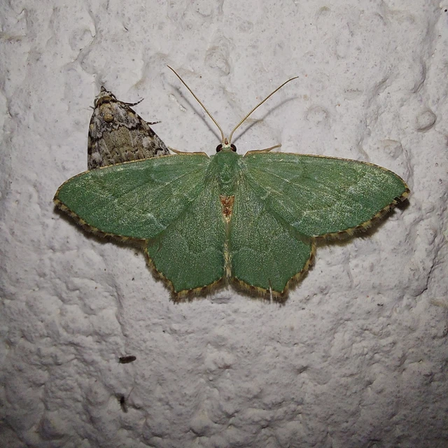 Hemithea aestivaria - nyír-zöldaraszoló