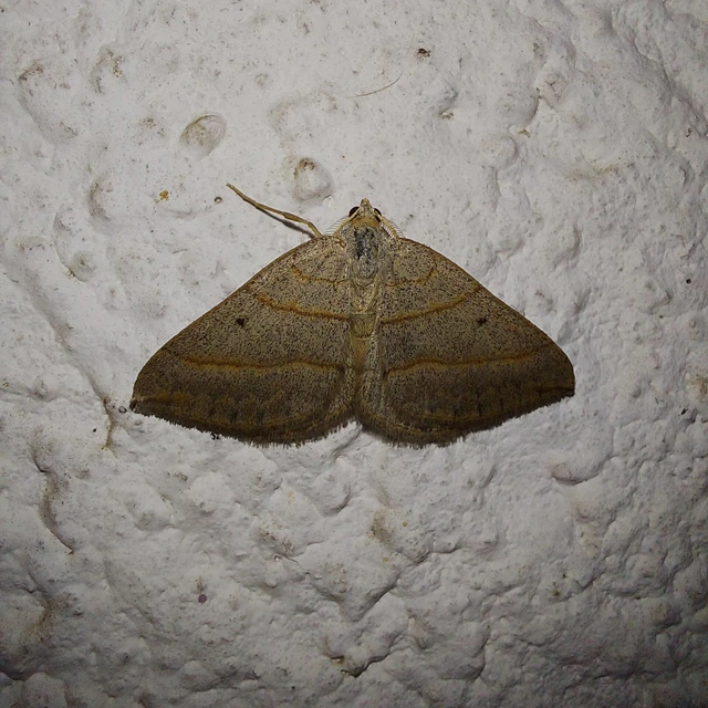 Scotopteryx mucronata/luridata/ignorata