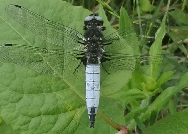Libellula fulva - kisfoltos laposacsa