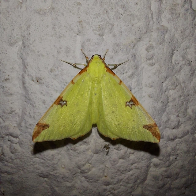 Opisthograptis luteolata - citromsárga araszoló