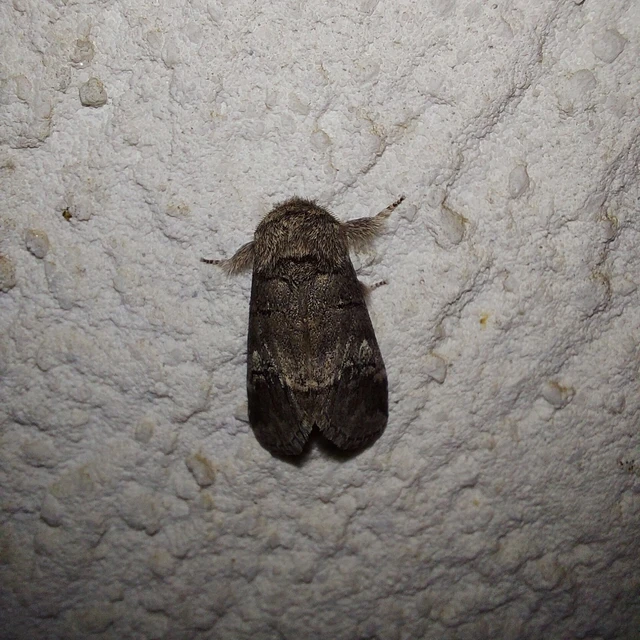 Drymonia querna - tölgyfa-púposszövő