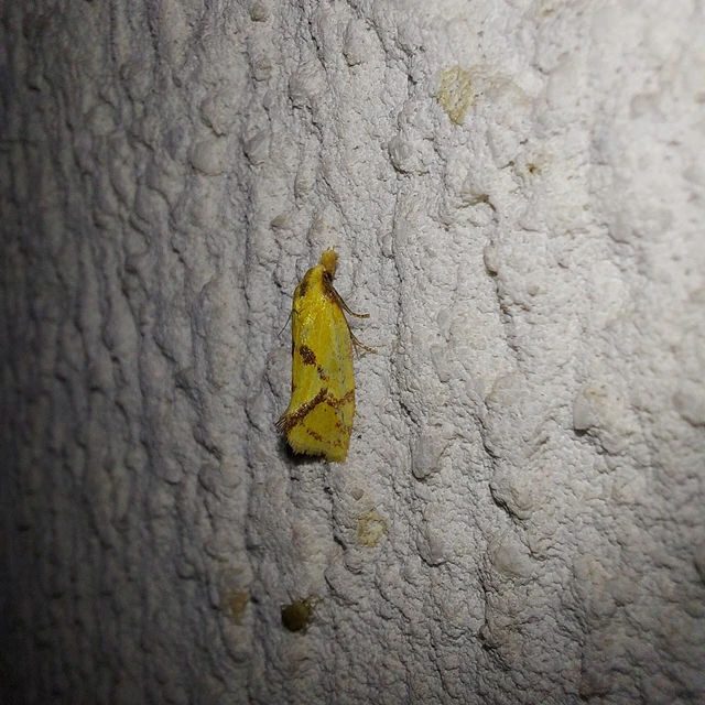 Agapeta hamana - közönséges sárgamoly