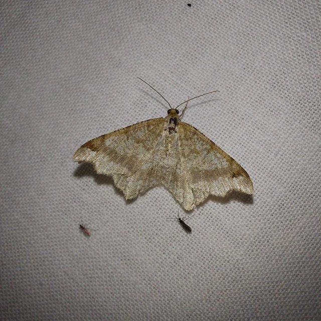 Macaria alternata - közönséges szürkearaszoló