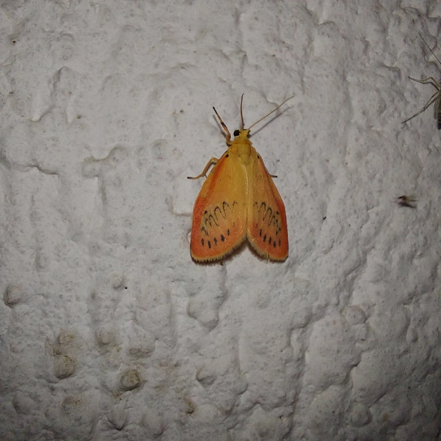 Miltochrista miniata - piros medvelepke