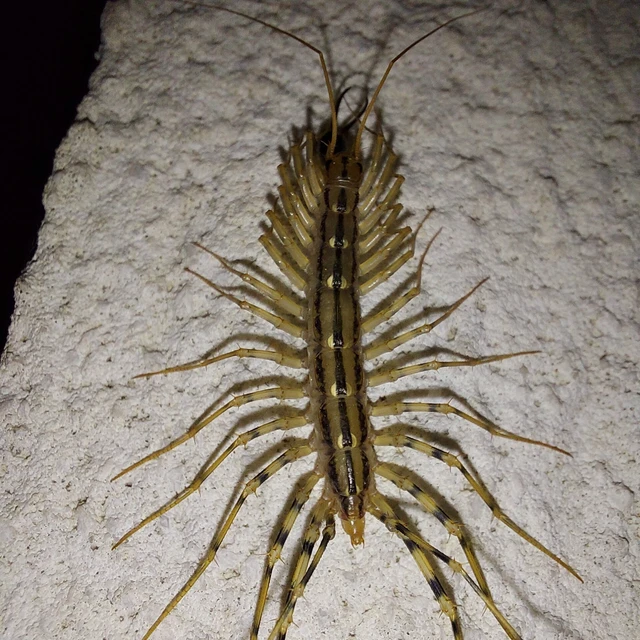 Scutigera coleoptrata - légyölő pókszázlábú