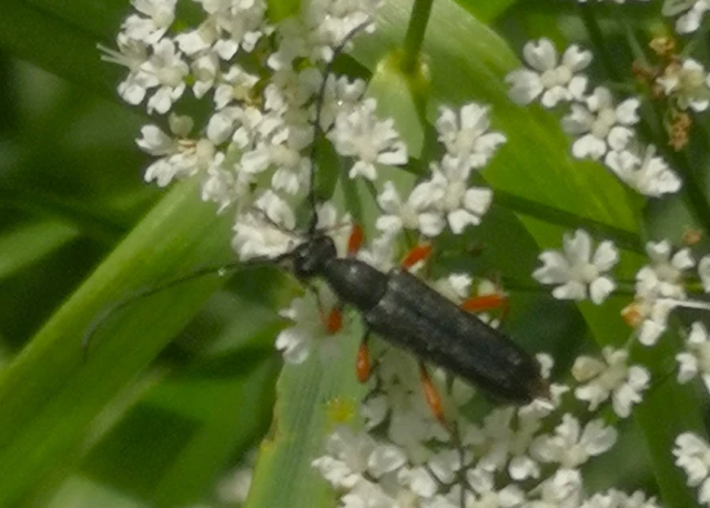 Anoplodera rufipes - vöröslábú virágcincér
