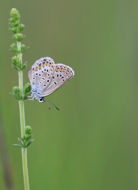 Plebejus argus - ezüstös boglárka