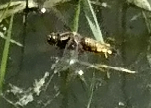 Libellula depressa - széles laposacsa