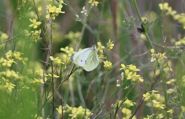 Pieris napi - repcelepke