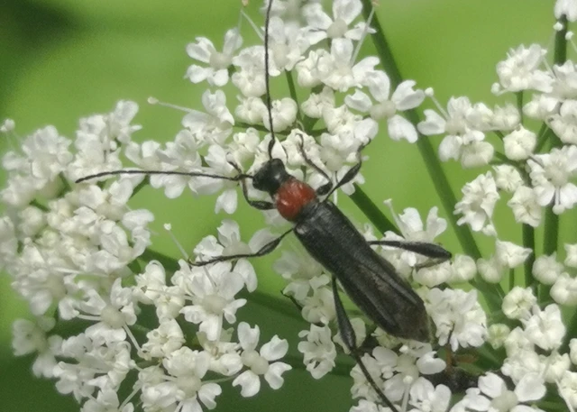 Callimoxys gracilis - frakkos cincér