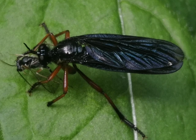 Diptera - Kétszárnyúak
