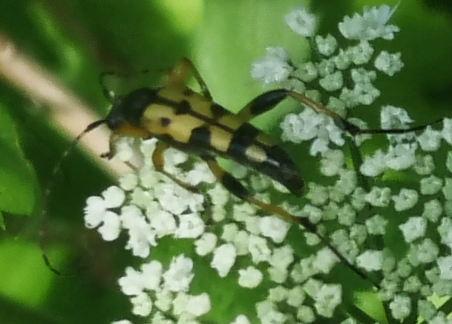 Rutpela maculata - tarkacsápú karcsúcincér