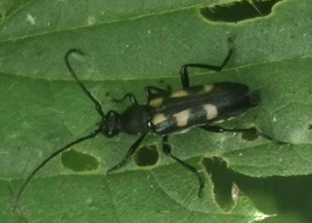Anoplodera sexguttata - foltos virágcincér