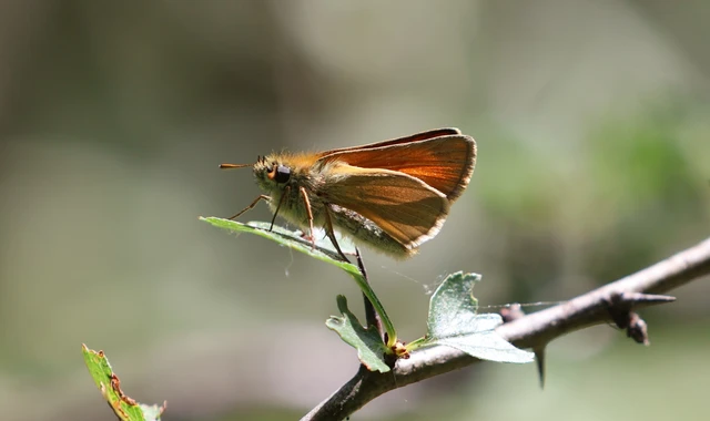 Thymelicus sylvestris - barna busalepke