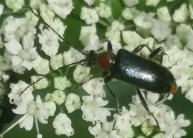 Dinoptera collaris - vörösnyakú virágcincér
