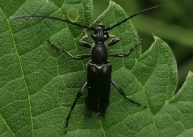 Anoplodera sexguttata - foltos virágcincér