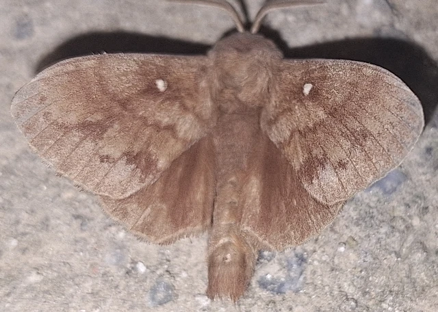 Dendrolimus pini - fenyőpohók