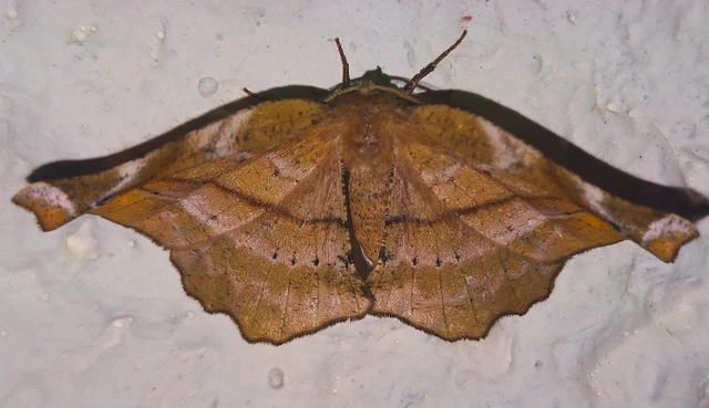 Apeira syringaria - orgona-araszoló