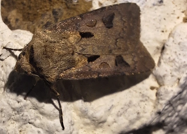 Agrotis exclamationis - felkiáltójeles földibagoly