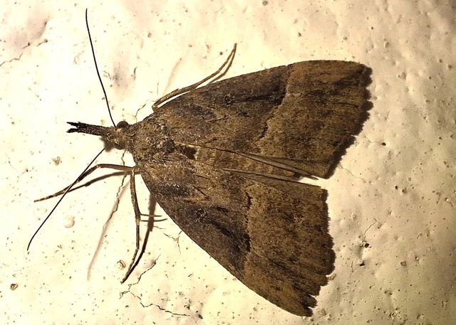 Hypena rostralis - közönséges karcsúbagoly
