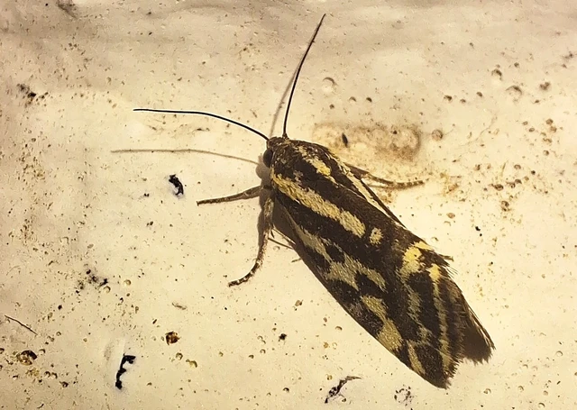 Emmelia trabealis - zebrabagoly