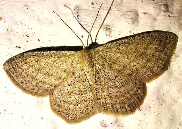 Scopula virgulata - vesszős sávosaraszoló