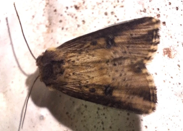 Axylia putris - vonalkás földibagoly