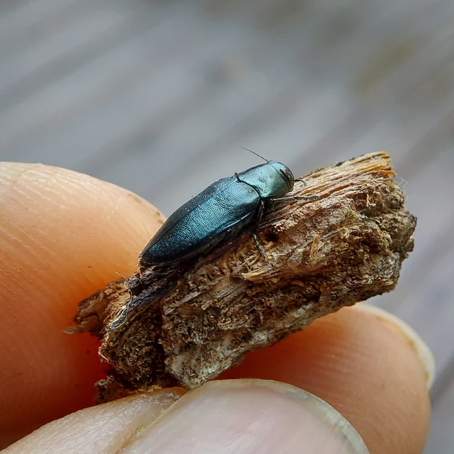 Phaenops cyanea - kék fürgedíszbogár
