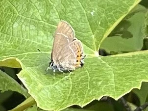 Satyrium pruni - szilvafa-csücsköslepke