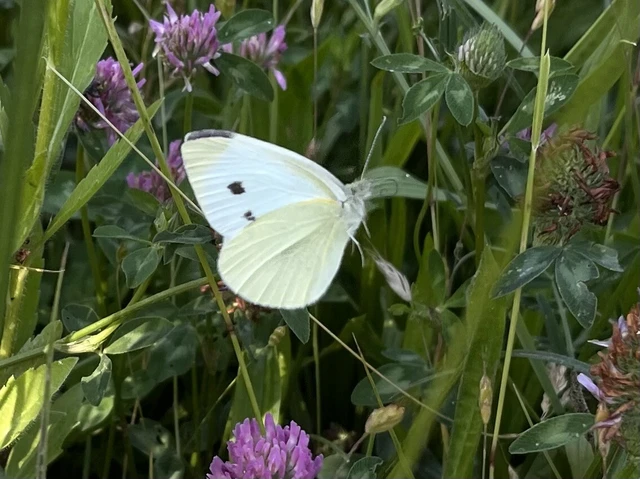 Pieris rapae - répalepke