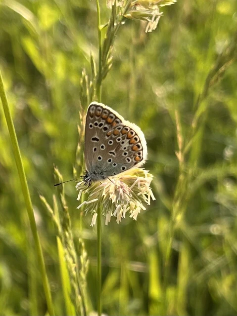Polyommatus icarus - közönséges boglárka
