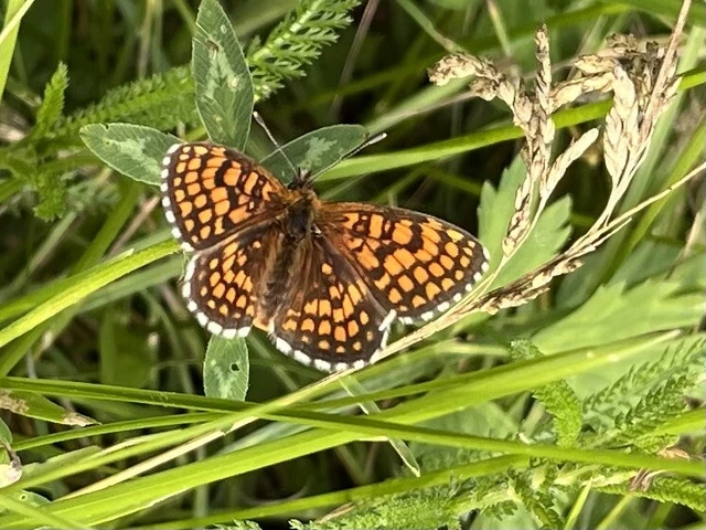 Melitaea athalia - közönséges tarkalepke