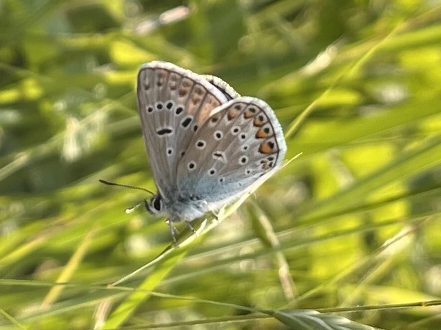 Polyommatus icarus - közönséges boglárka