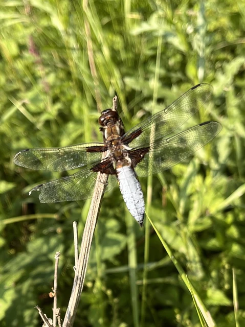 Libellula depressa - széles laposacsa